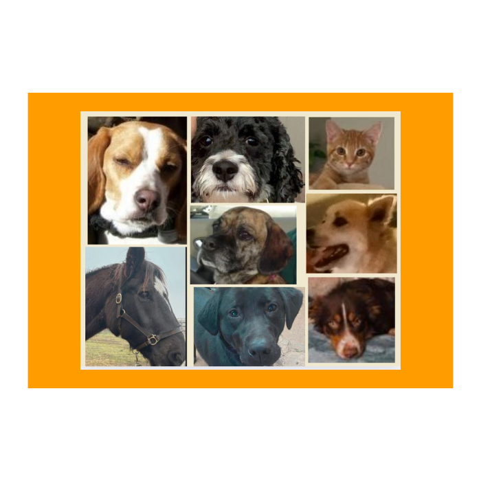 HORIZONTAL Custom Puzzle